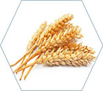 отдушка-пшеница