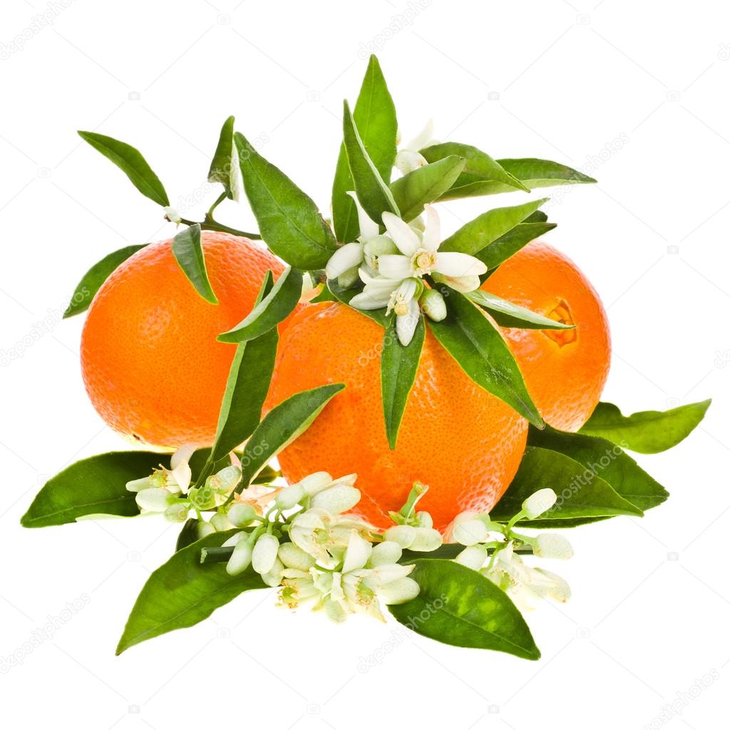 Отдушка Цветок апельсина